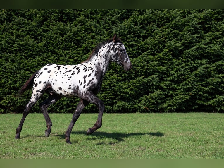 Friesian horses Stallion Foal (06/2026) 15.2 hh Leopard-Piebald in GOVEN