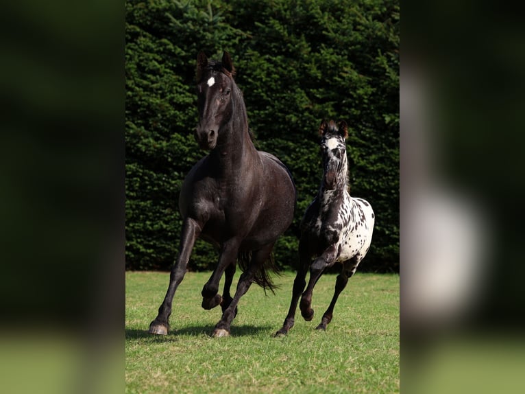 Friesian horses Stallion Foal (06/2026) 15.2 hh Leopard-Piebald in GOVEN