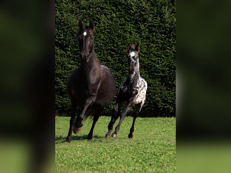 Friesian horses Stallion Foal (06/2026) 15.2 hh Leopard-Piebald in GOVEN