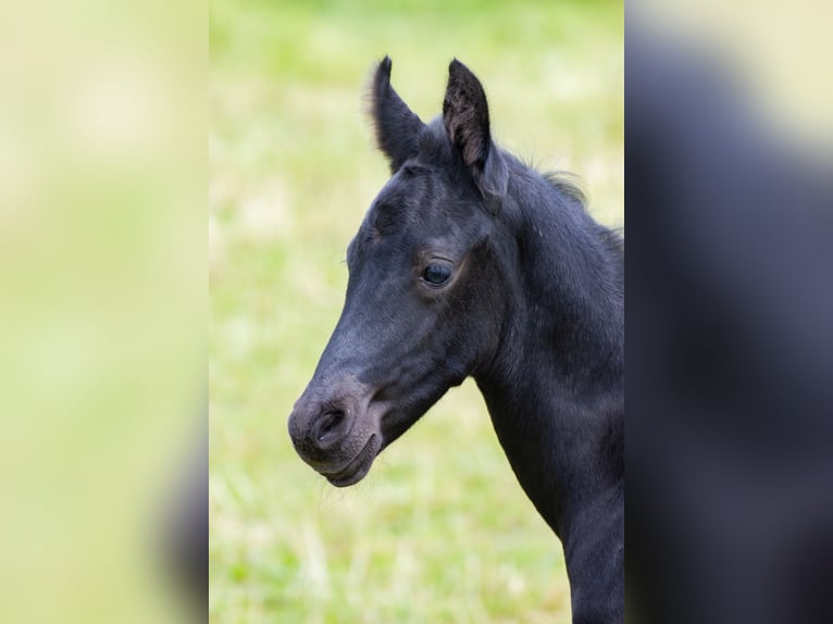 Friesian horses Mix Stallion  15,2 hh Black in Scheibenberg