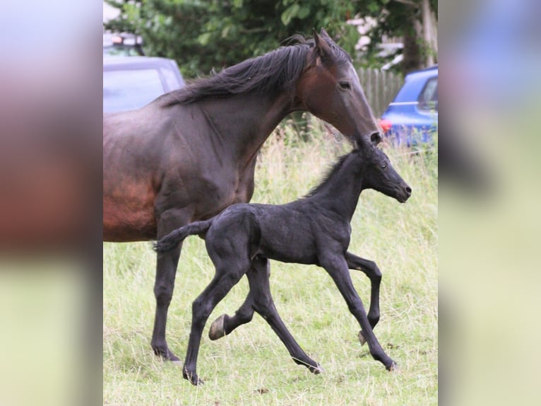 Friesian horses Mix Stallion  15,2 hh Black in Scheibenberg