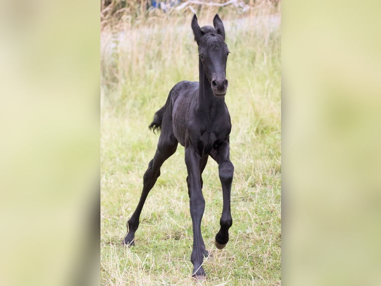 Friesian horses Mix Stallion  15,2 hh Black in Scheibenberg