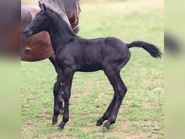 Friesian horses Mix Stallion Foal (07/2025) 15,3 hh Black in Scheibenberg