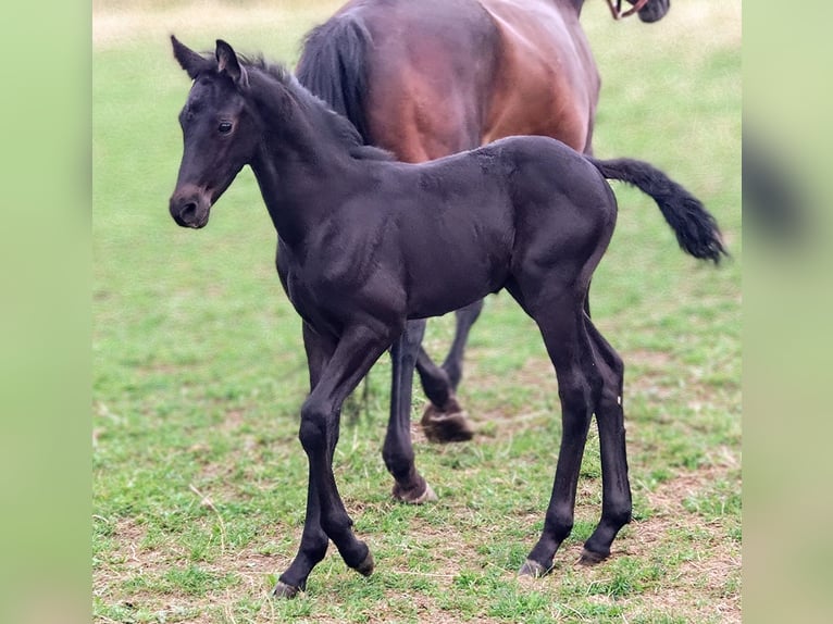 Friesian horses Mix Stallion Foal (07/2025) 15,3 hh Black in Scheibenberg