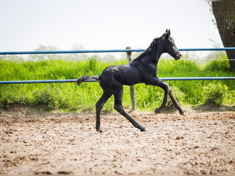 Friesian horses Stallion Foal (05/2023) 16,1 hh Black in Drachten