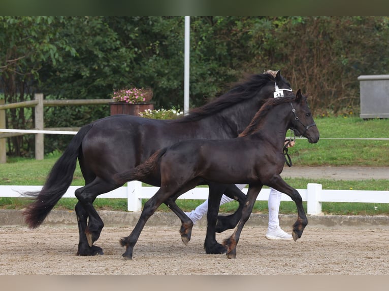 Friesian horses Stallion Foal (05/2024) 16 hh Black in Kevelaer