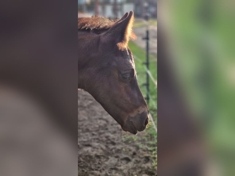Friesian horses Mix Stallion Foal (05/2026) 16 hh Black in Schwedt/Oder