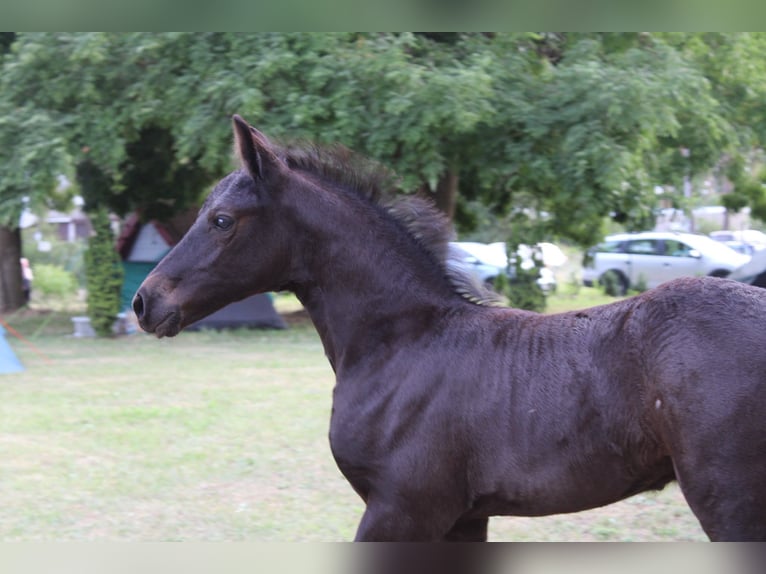 Friesian horses Mix Stallion Foal (05/2026) 16 hh Black in Schwedt/Oder