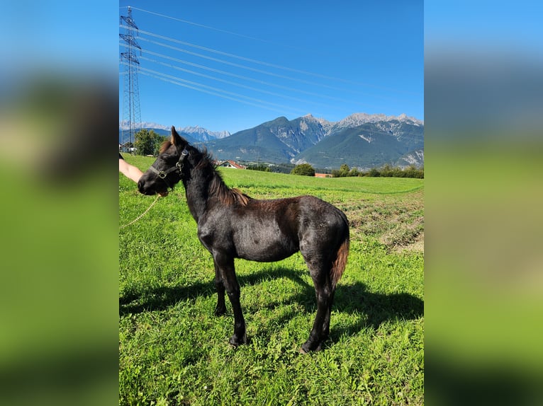 Friesian horses Stallion Foal (02/2025) 16 hh Black in Oberperfuss