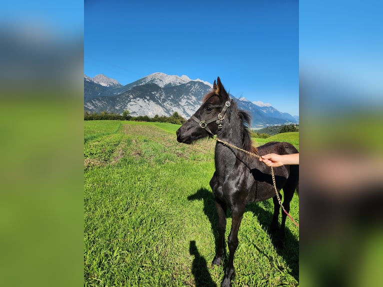 Friesian horses Stallion Foal (02/2025) 16 hh Black in Oberperfuss