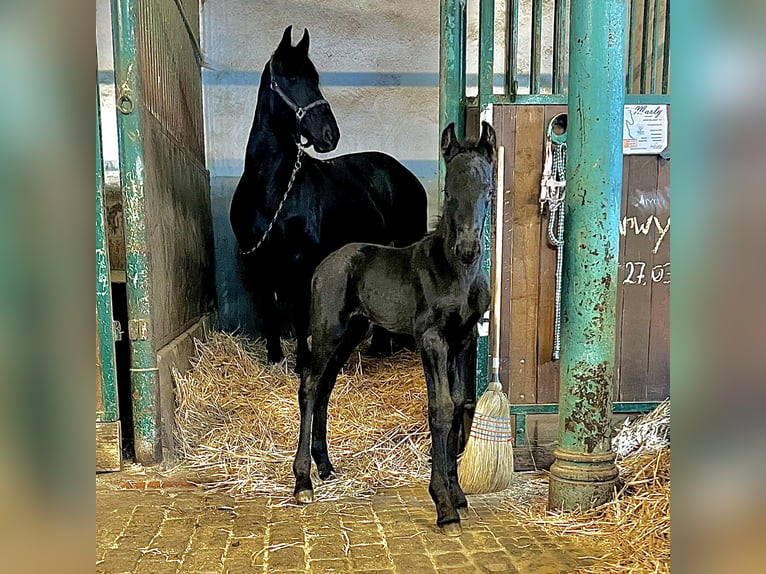Friesian horses Stallion Foal (03/2024) 9,2 hh Black in Alzenau in Unterfranken