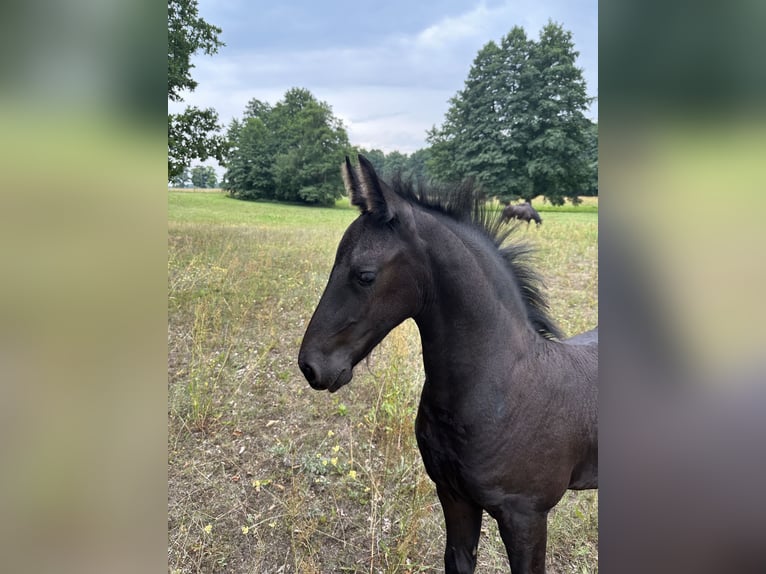 Friesian horses Stallion Foal (06/2026) Black in Breydin