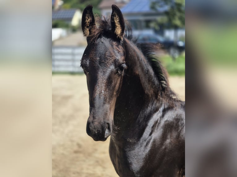 Friesian horses Stallion Foal (05/2025) Black in Burgheim