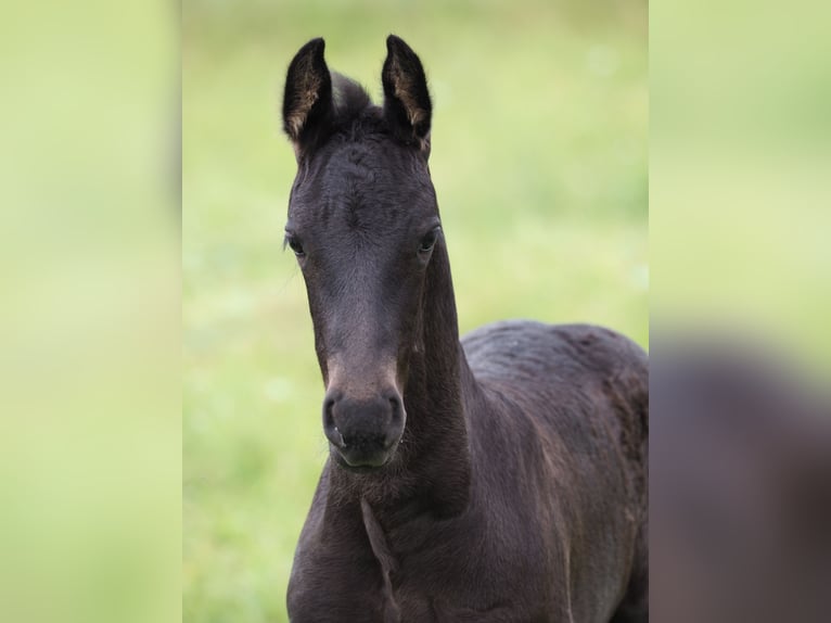 Friesian horses Stallion Foal (05/2025) Black in Burgheim