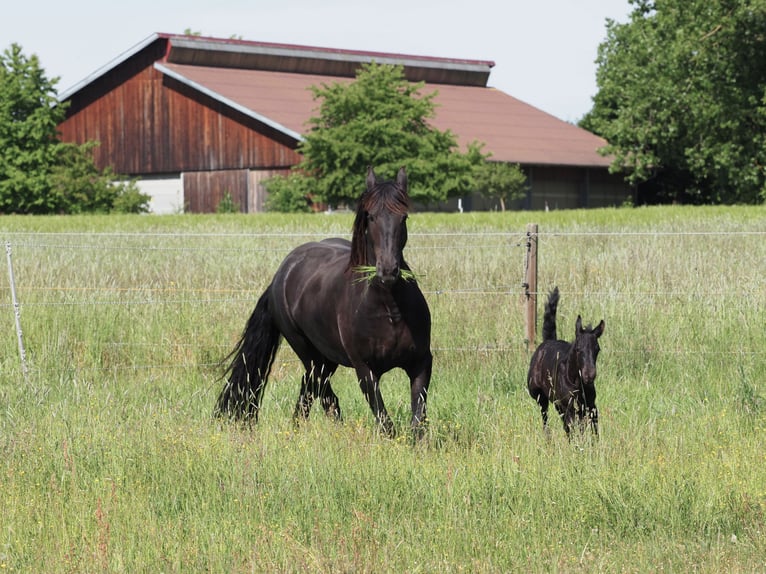 Friesian horses Stallion Foal (05/2025) Black in Burgheim