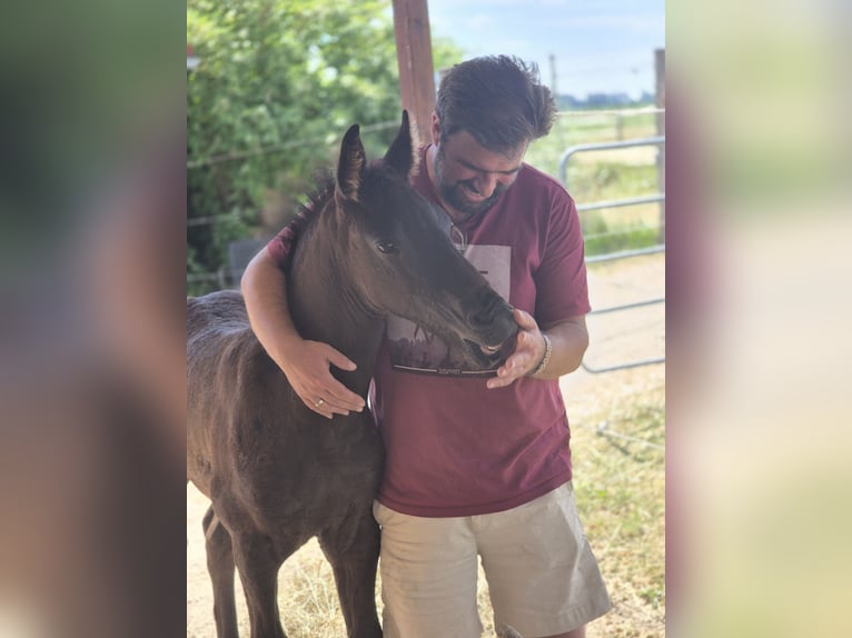 Friesian horses Stallion Foal (05/2025) Black in Burgheim