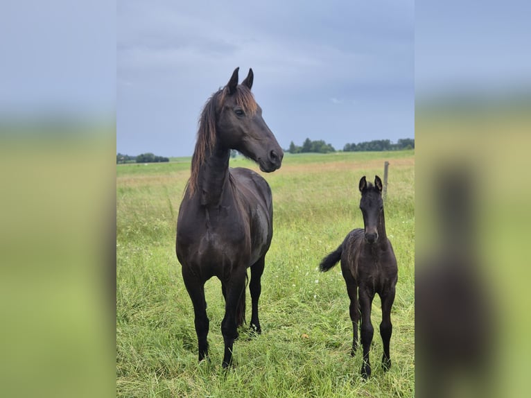 Friesian horses Stallion Foal (05/2025) Black in Burgheim