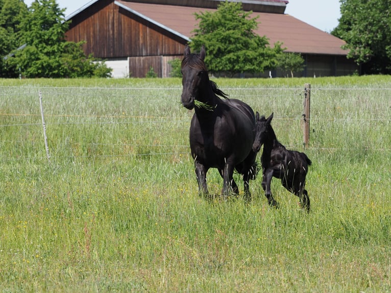Friesian horses Stallion Foal (05/2025) Black in Burgheim