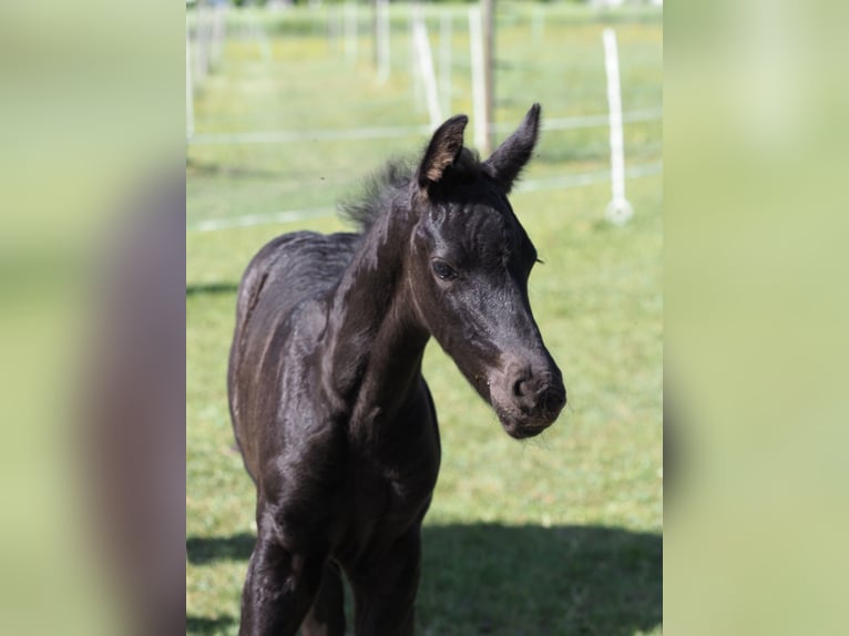 Friesian horses Stallion Foal (05/2025) Black in Burgheim