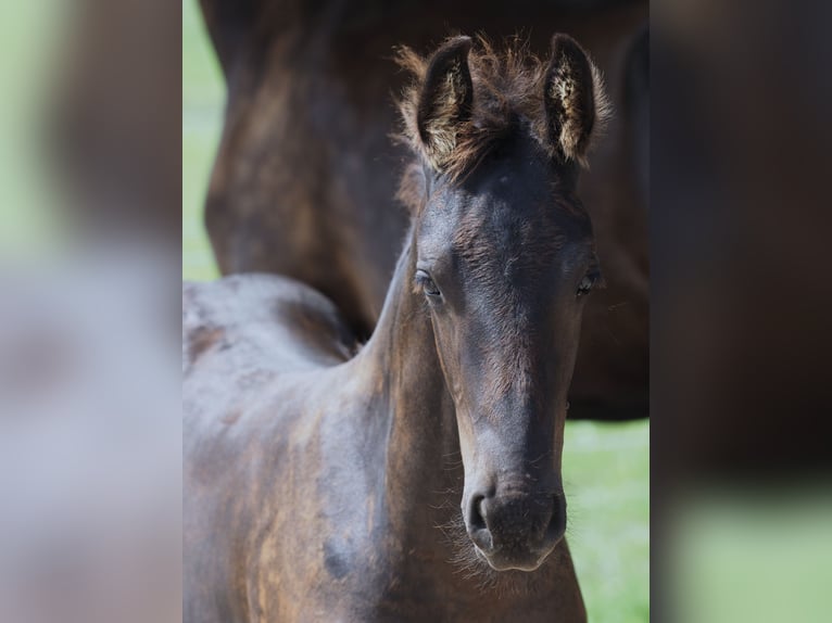Friesian horses Stallion Foal (05/2025) Black in Burgheim