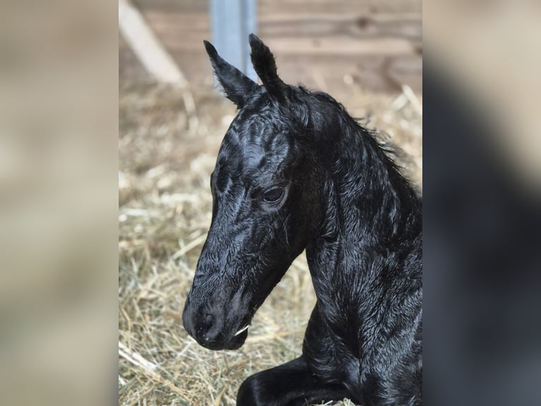 Friesian horses Stallion Foal (05/2025) Black in Burgheim