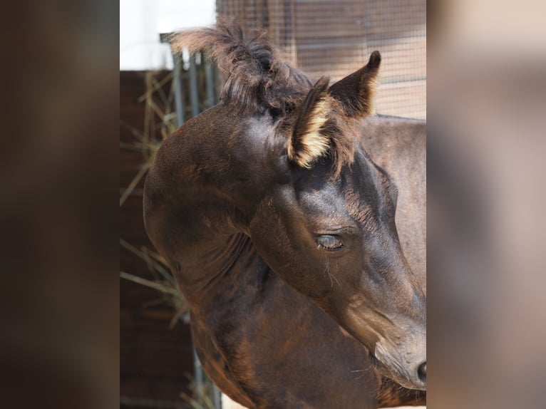 Friesian horses Stallion Foal (05/2025) Black in Burgheim