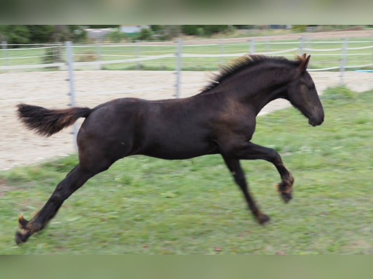 Friesian horses Stallion Foal (05/2026) Black in Burgheim
