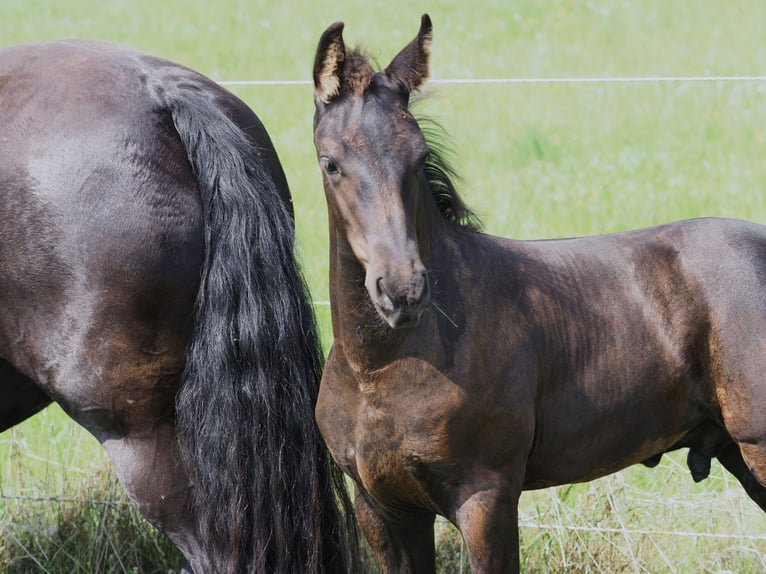 Friesian horses Stallion Foal (05/2025) Black in Burgheim