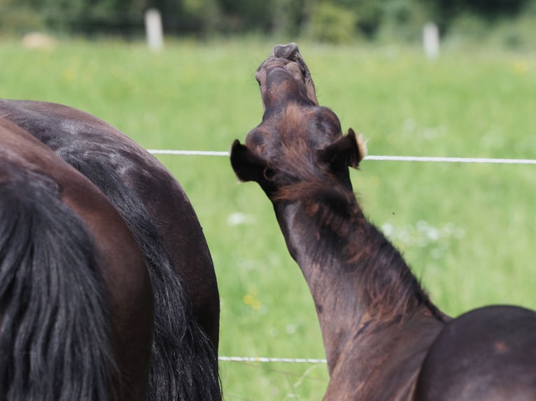 Friesian horses Stallion Foal (05/2025) Black in Burgheim