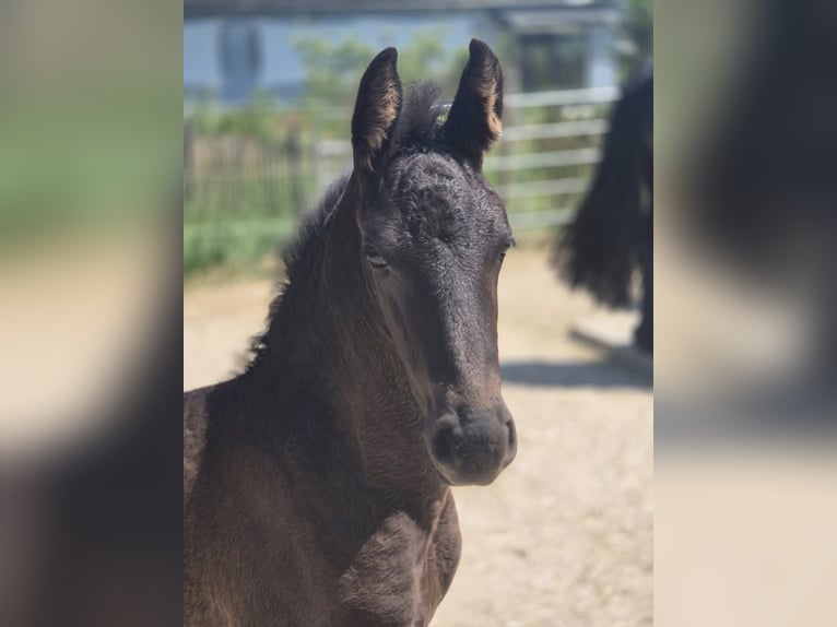 Friesian horses Stallion Foal (05/2025) Black in Burgheim