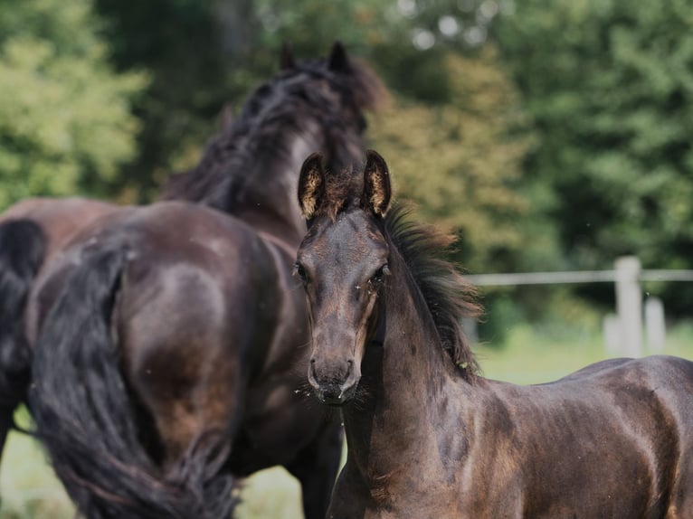Friesian horses Stallion Foal (05/2025) Black in Burgheim