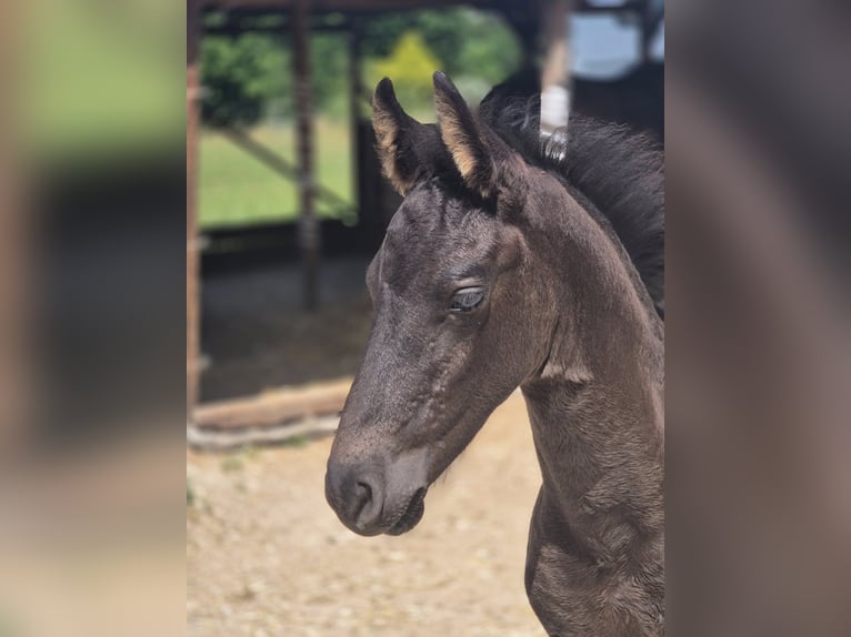 Friesian horses Stallion Foal (05/2025) Black in Burgheim