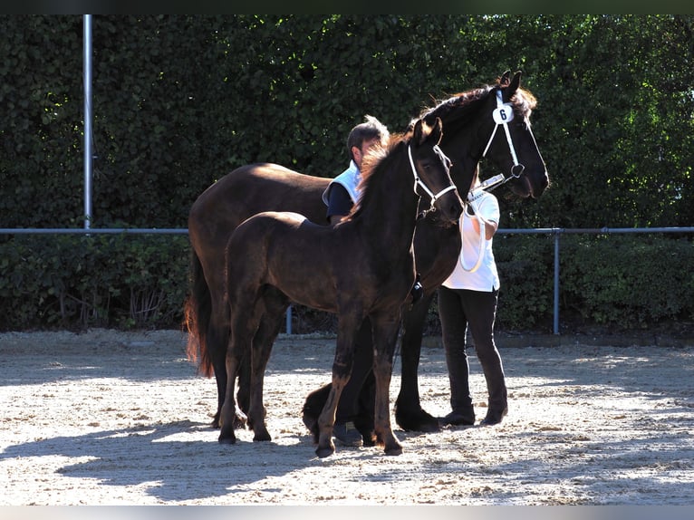 Friesian horses Stallion Foal (05/2026) Black in Burgheim