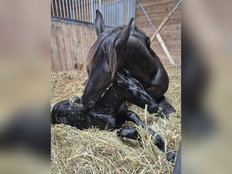 Friesian horses Stallion Foal (05/2025) Black in Burgheim