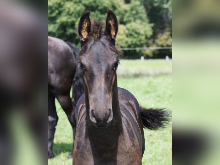 Friesian horses Stallion Foal (05/2025) Black in Burgheim