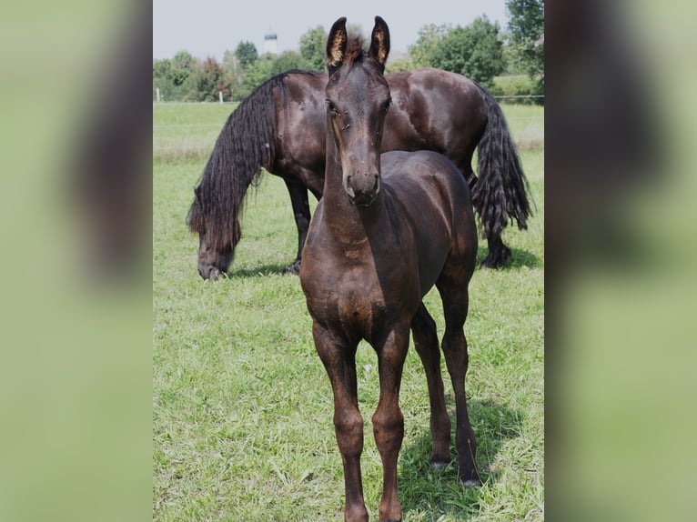 Friesian horses Stallion Foal (05/2025) Black in Burgheim
