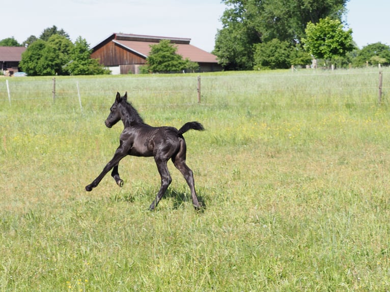 Friesian horses Stallion Foal (05/2025) Black in Burgheim