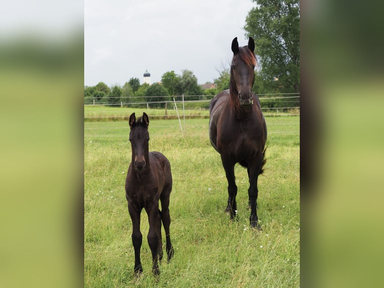 Friesian horses Stallion Foal (05/2025) Black in Burgheim