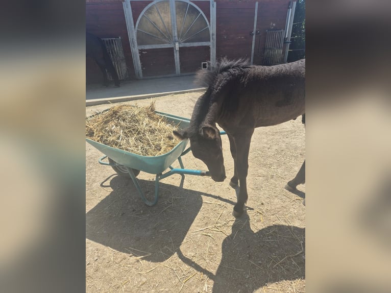 Friesian horses Stallion Foal (05/2025) Black in Burgheim