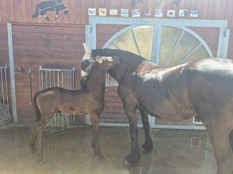 Friesian horses Stallion Foal (05/2025) Black in Burgheim