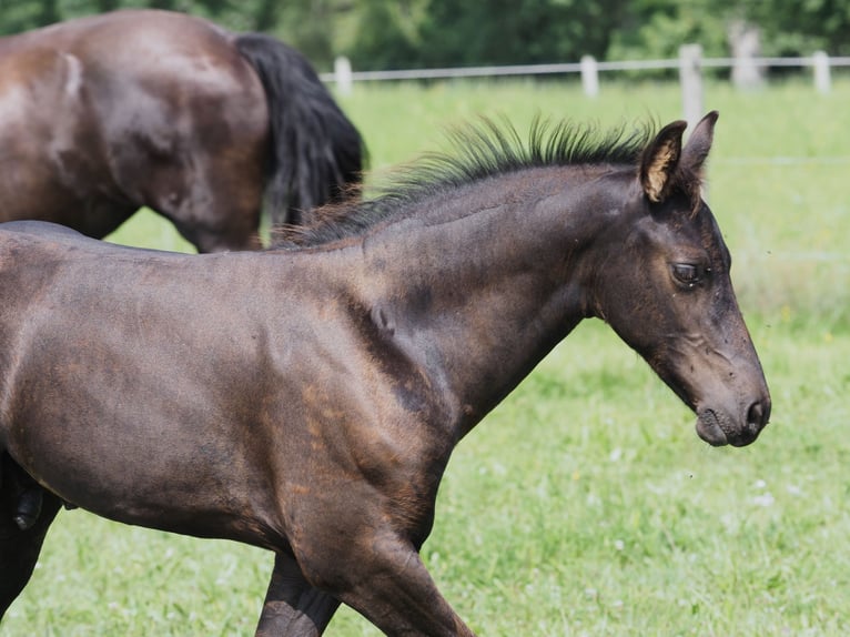 Friesian horses Stallion Foal (05/2025) Black in Burgheim