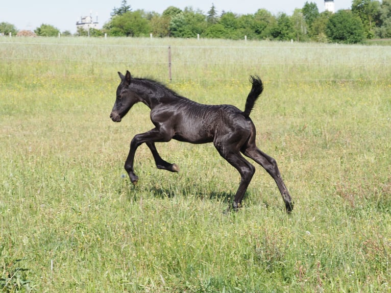 Friesian horses Stallion Foal (05/2025) Black in Burgheim