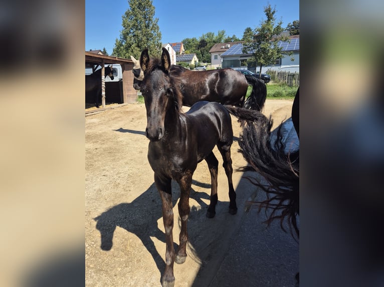 Friesian horses Stallion Foal (05/2025) Black in Burgheim