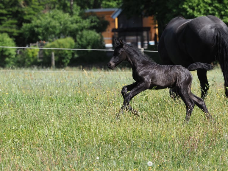 Friesian horses Stallion Foal (05/2025) Black in Burgheim