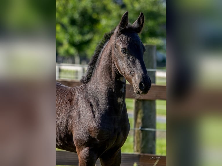 Friesian horses Stallion Black in Marl Friesian horses Stallion Black in Marl
