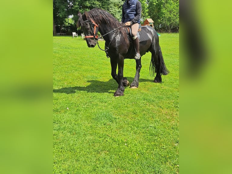 Friesian horses Stallion Foal (05/2026) Black in Mauleon