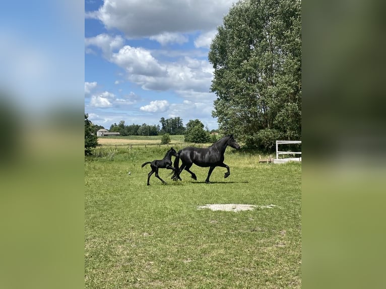 Friesian horses Stallion Foal (06/2026) Black in Mystkowo 22
