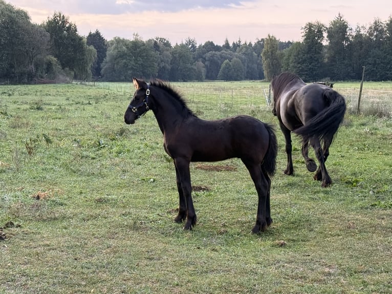 Friesian horses Stallion Foal (06/2026) Black in Eldingen