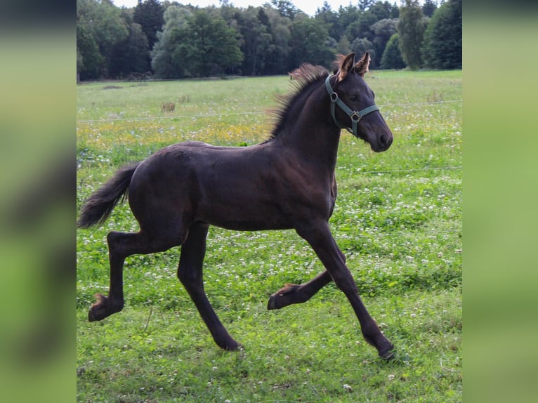 Friesian horses Stallion Foal (06/2026) Black in Eldingen