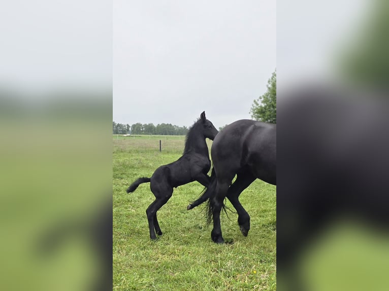 Friesian horses Stallion Foal (01/2026) Black in Jade